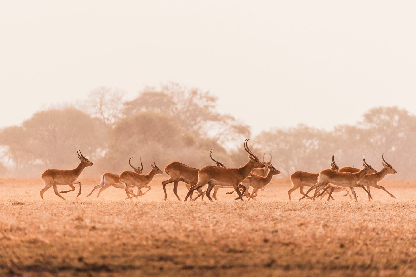 A herd of antelope runs through golden grass near Busanga Bush Camp.