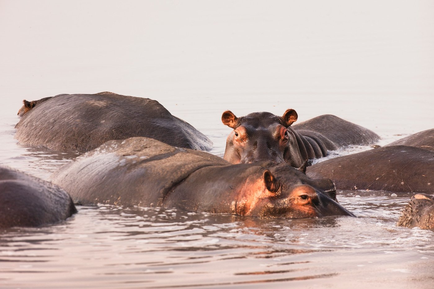 Two hippos rest together in a waterhole near Busanga Bush Camp.