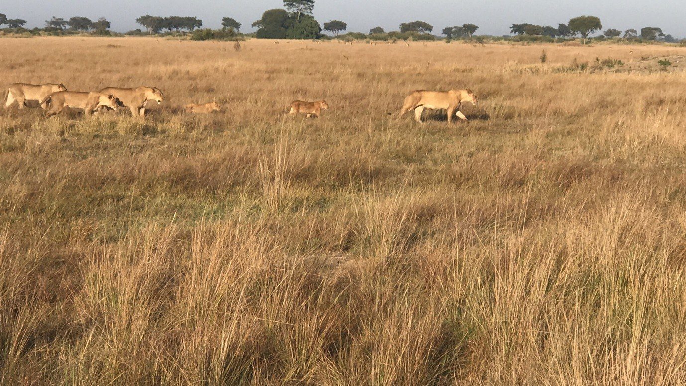 A pride of lions walks across open grassland near Busanga Bush Camp.