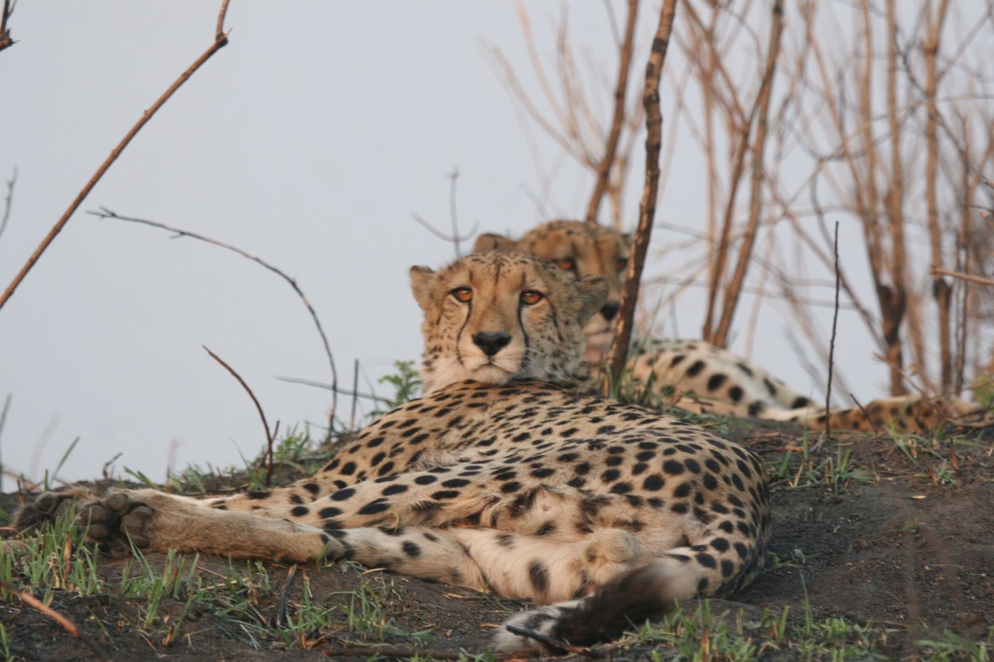 A cheetah rests in tall grass near Busanga Bush Camp.
