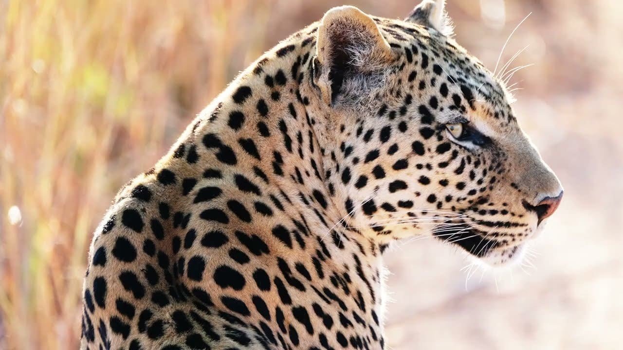 A leopard looks out across the bush near Fig Tree Bush Camp.