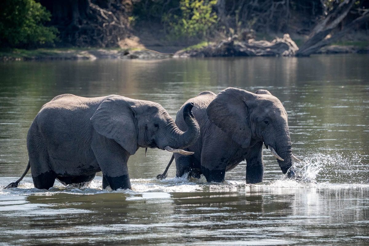 Two elephants wade through the Kafue River near Hippo Lodge.
