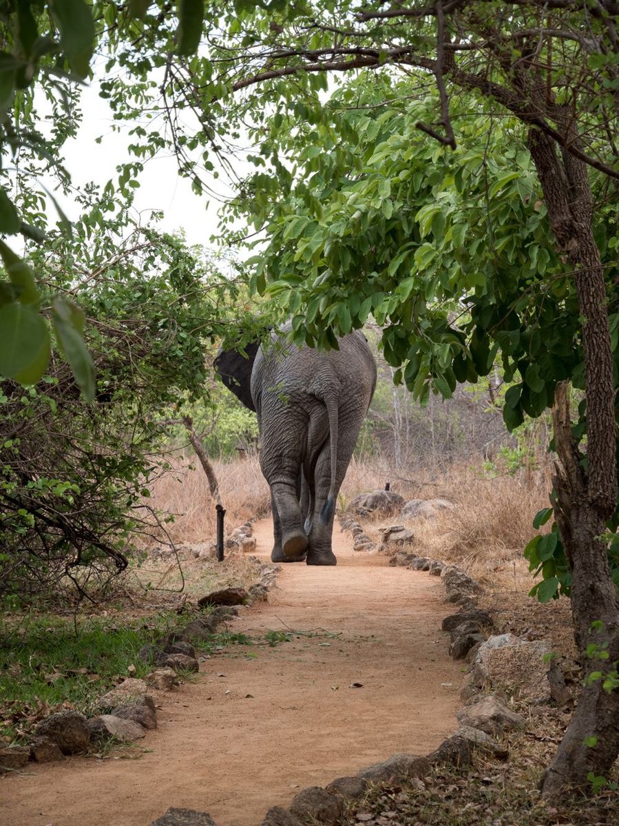 An elephant walks a bush path near KaingU Safari Lodge.