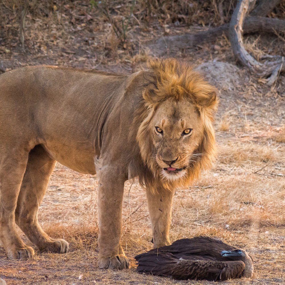 A male lion fixes his gaze near KaingU Safari Lodge.