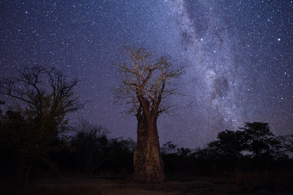A baobab stands beneath the Milky Way near KaingU Safari Lodge.