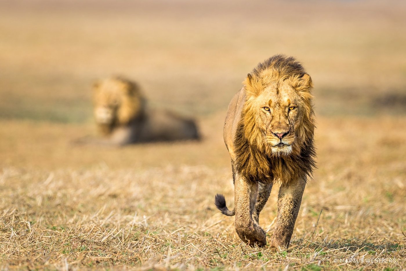 A male lion walks through golden grass near Kasonso Busanga Camp.