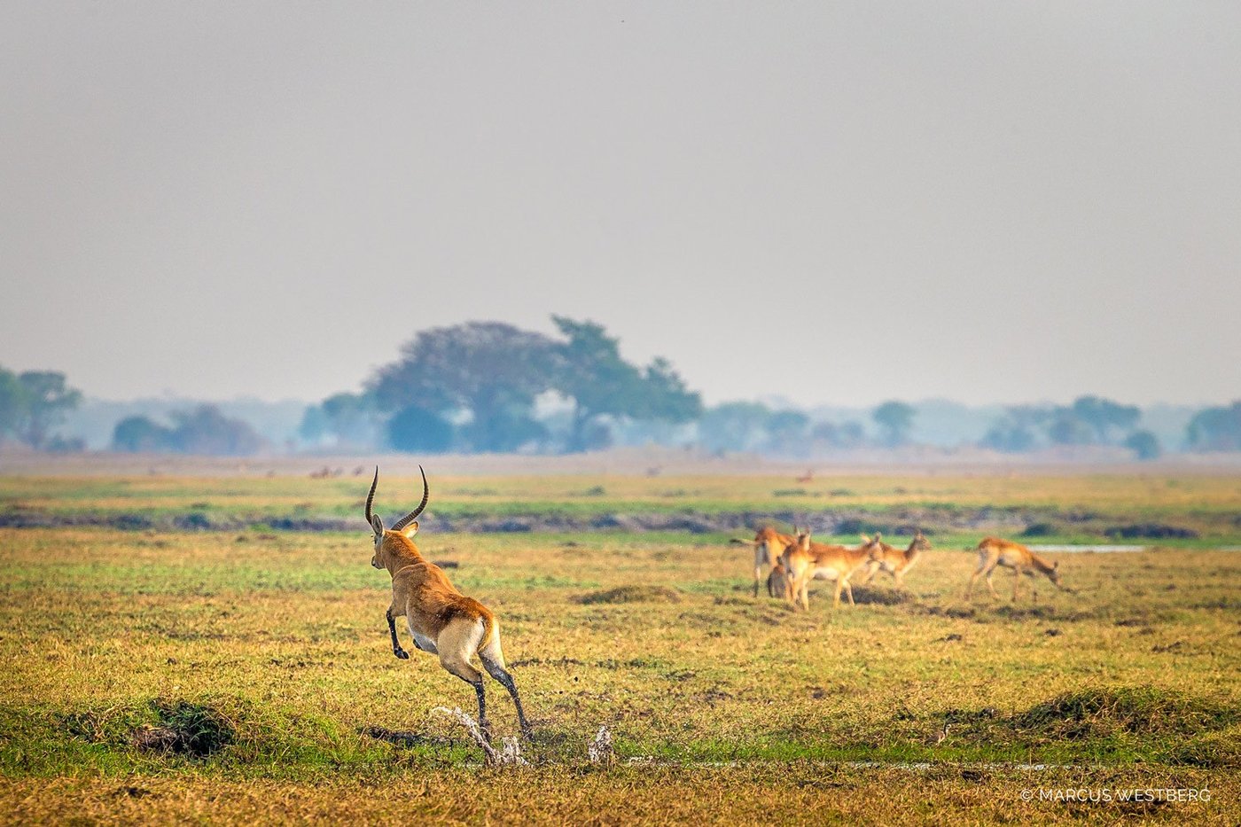 Lechwe antelope scatter from lions on the plains near Kasonso Busanga Camp.