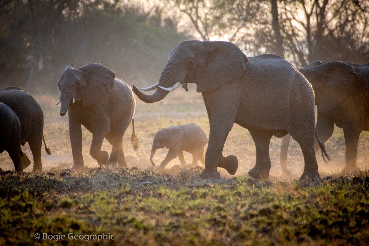 An elephant family with a calf crosses misty grassland near Kasonso Busanga Camp.