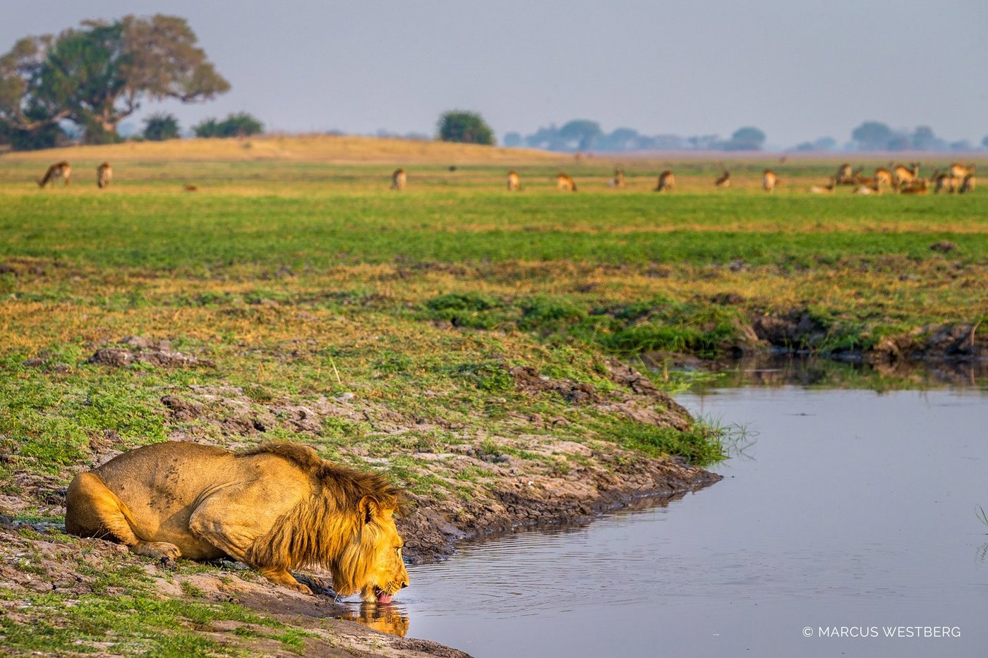 A lion drinks from the water's edge near Kasonso Busanga Camp.