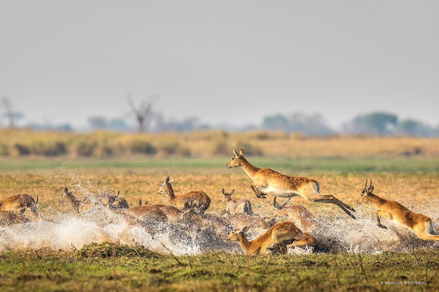 A herd of lechwe splashes through shallow water near Kasonso Busanga Camp.