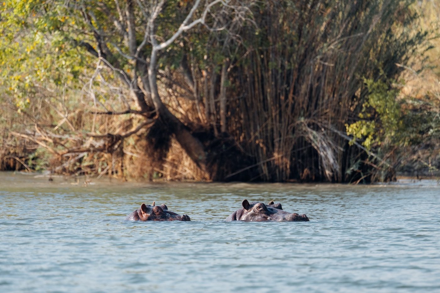 Hippos surface in the river at dusk near Lwenge River Camp.