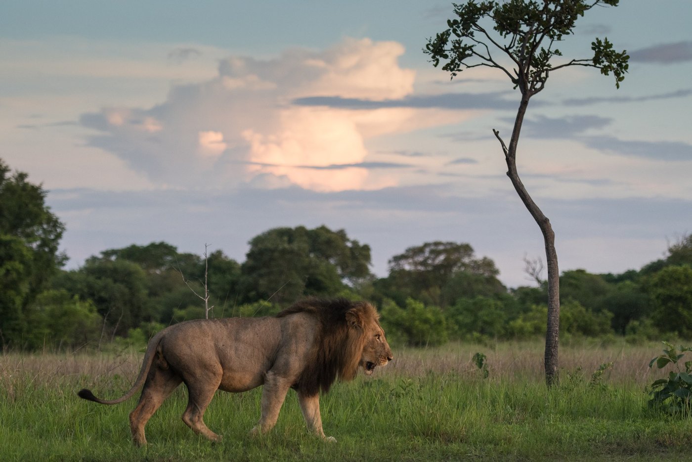 A lion walks through dry grass near Lwenge River Camp.