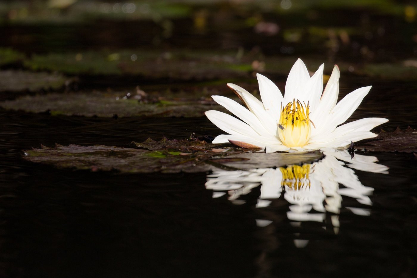 A white water lily blooms on the river by Lwenge River Camp.