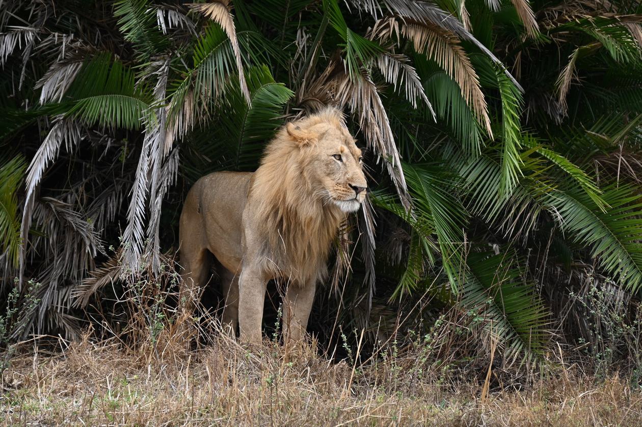 A lion stands among palm fronds near Mapunga Bush Camp.