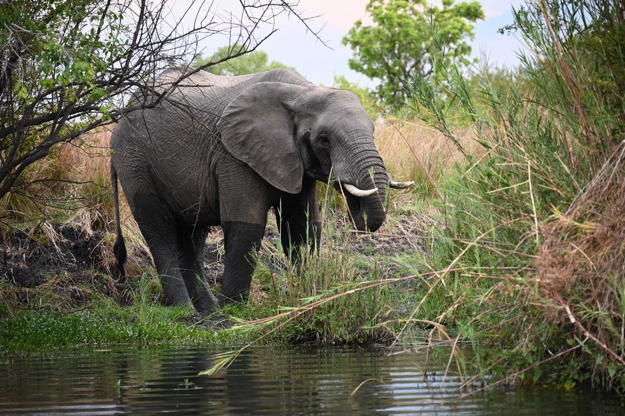 An elephant drinks from the water's edge near Mapunga Bush Camp.