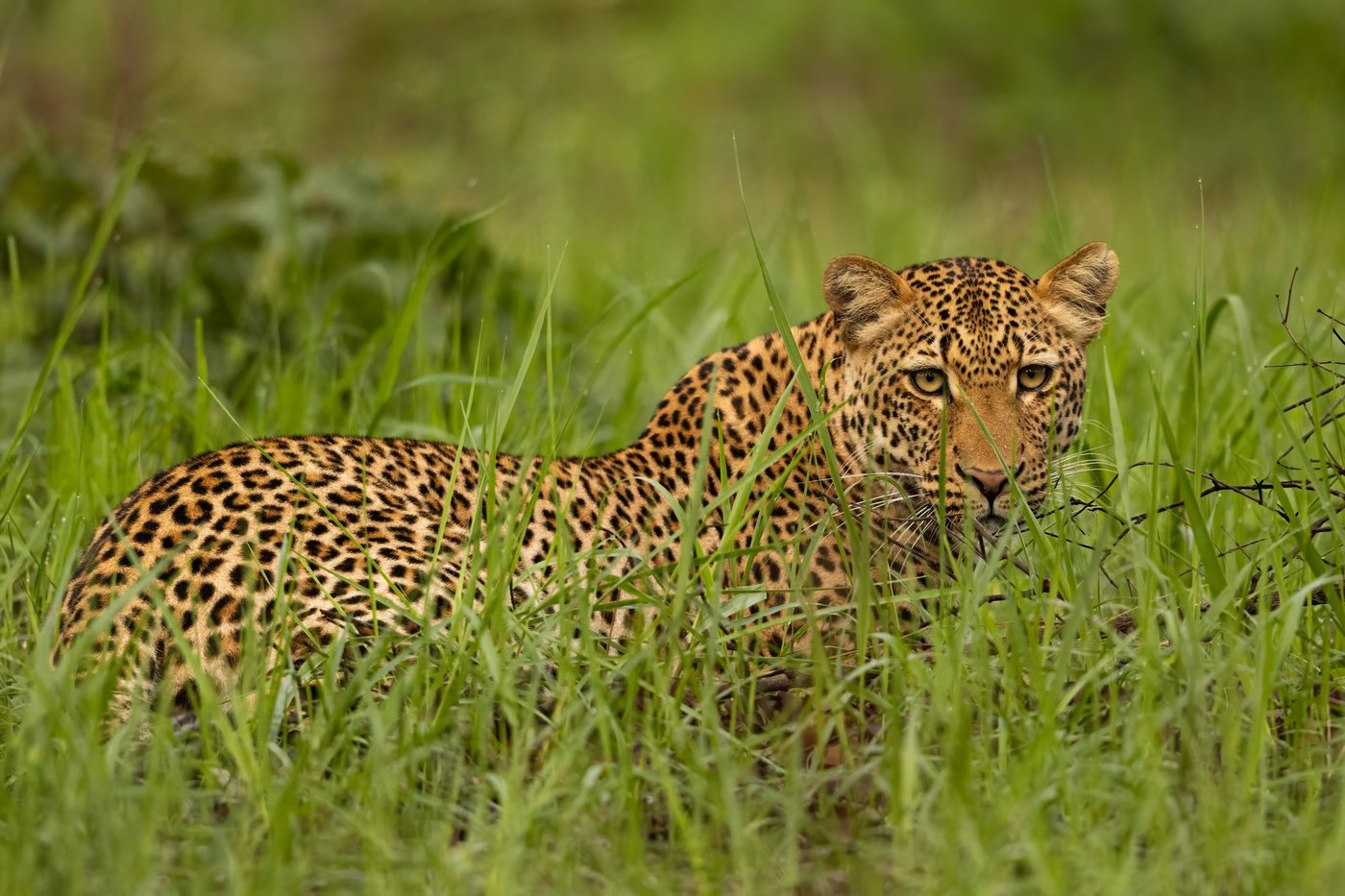 A leopard rests in green grass near Mawimbi Bush Camp.