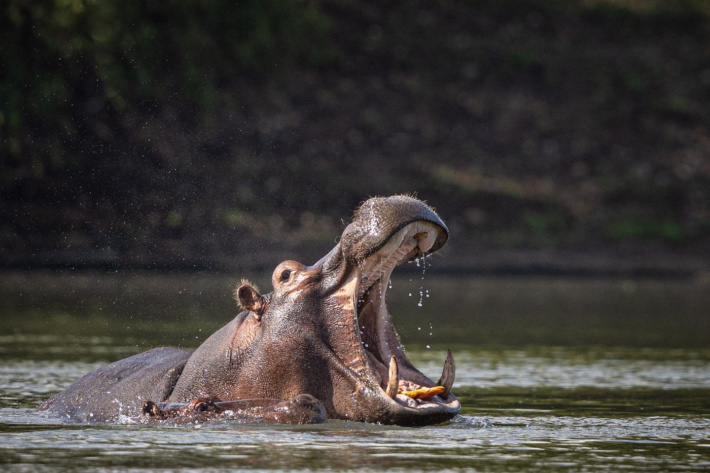 A hippo opens its jaws wide in the river near Mawimbi Bush Camp.