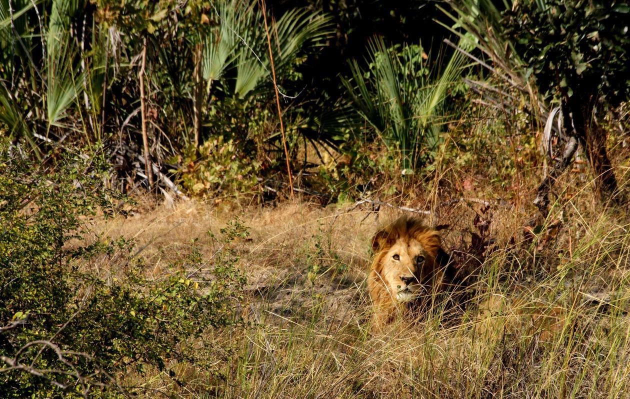 A male lion rests in tall grass near McBrides' Camp.