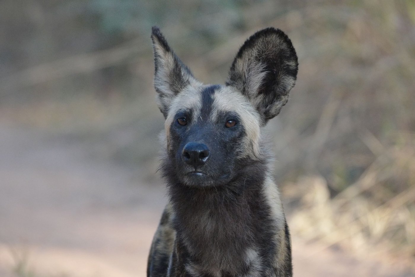 An African wild dog looks toward the camera near McBrides' Camp.
