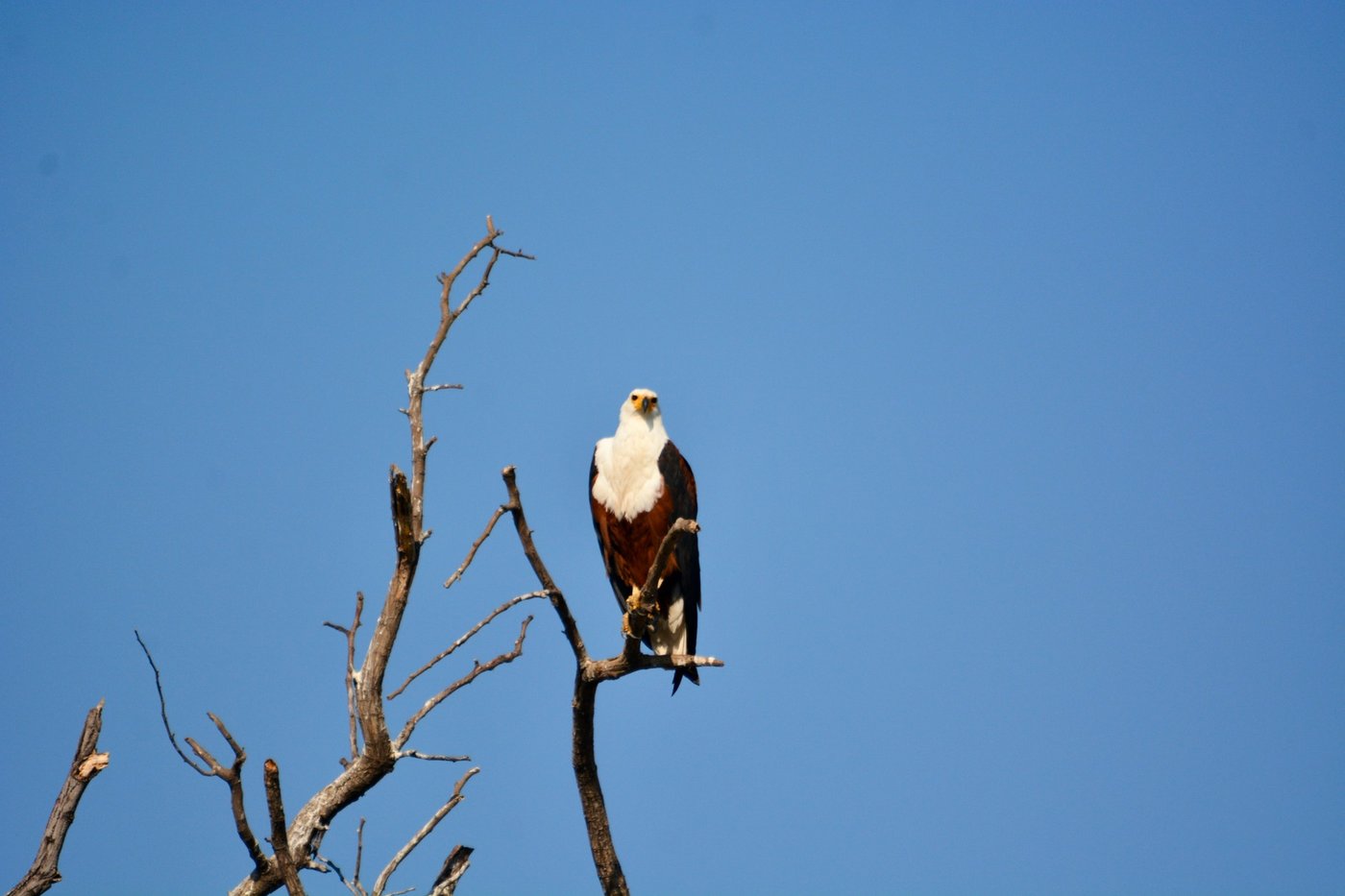 A fish eagle perches on a bare branch near McBrides' Camp.