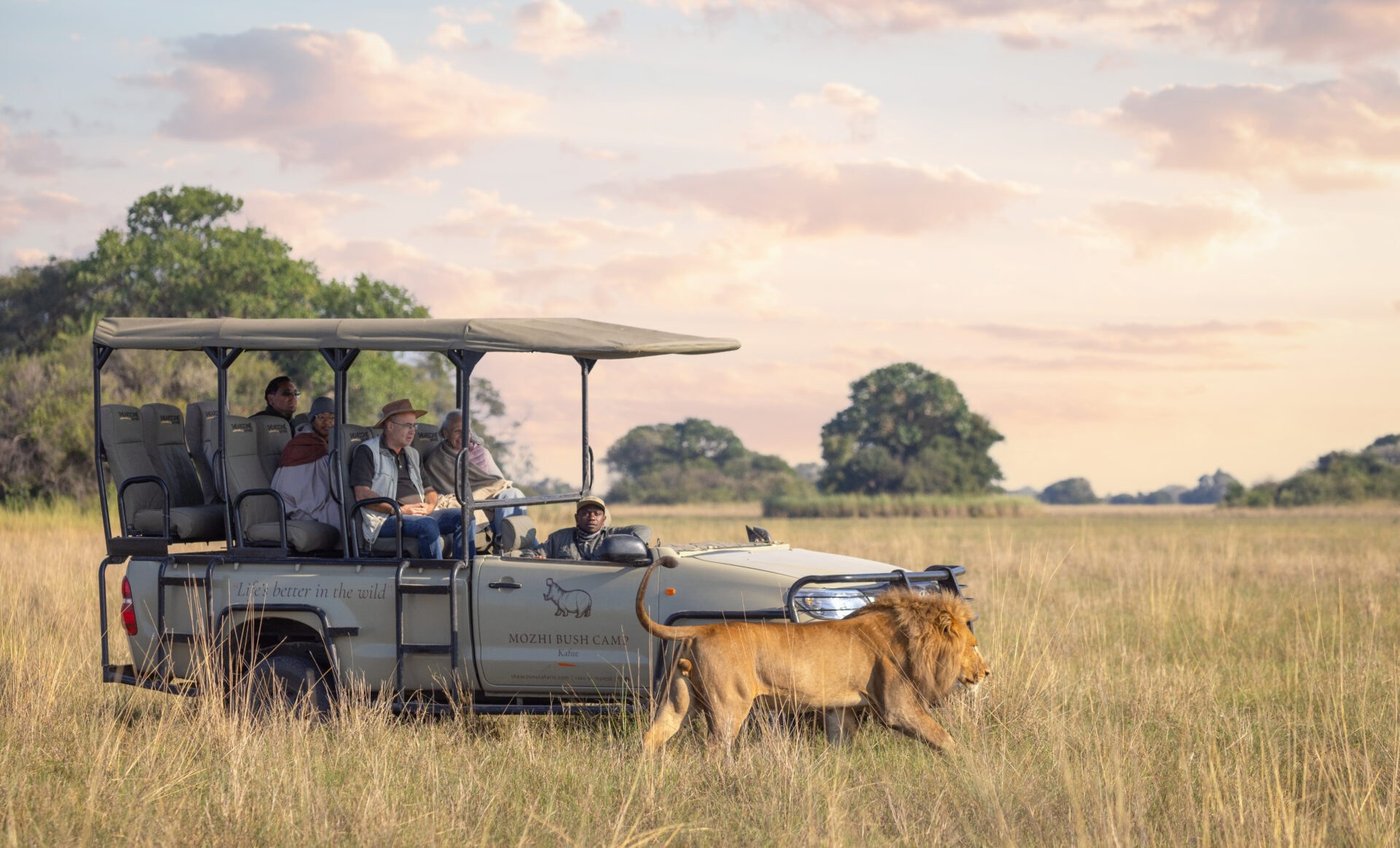 A safari vehicle follows a lion walking beside the track near Mozhi Bush Camp.
