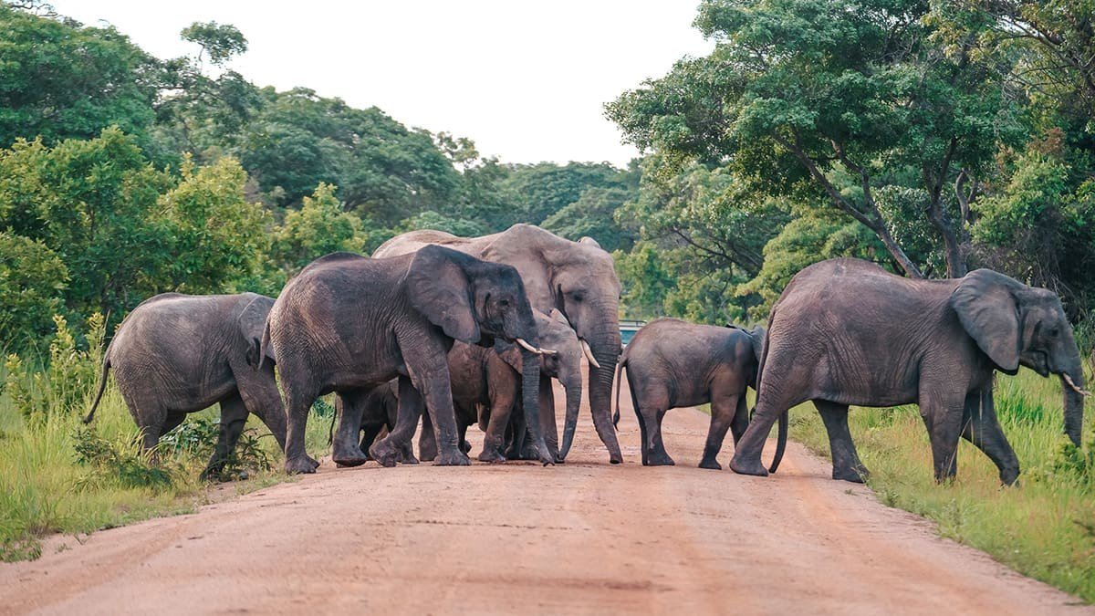 A herd of elephants crosses the access road near Mukambi Safari Lodge.