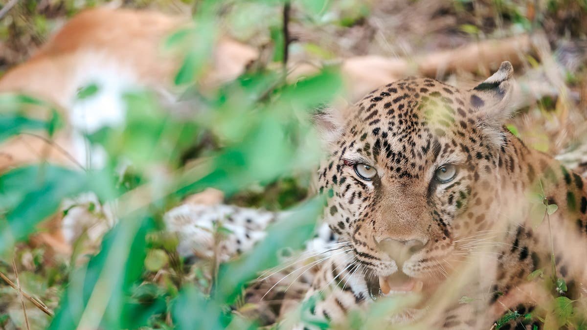 A leopard watches intently from the grass near Mukambi Safari Lodge.