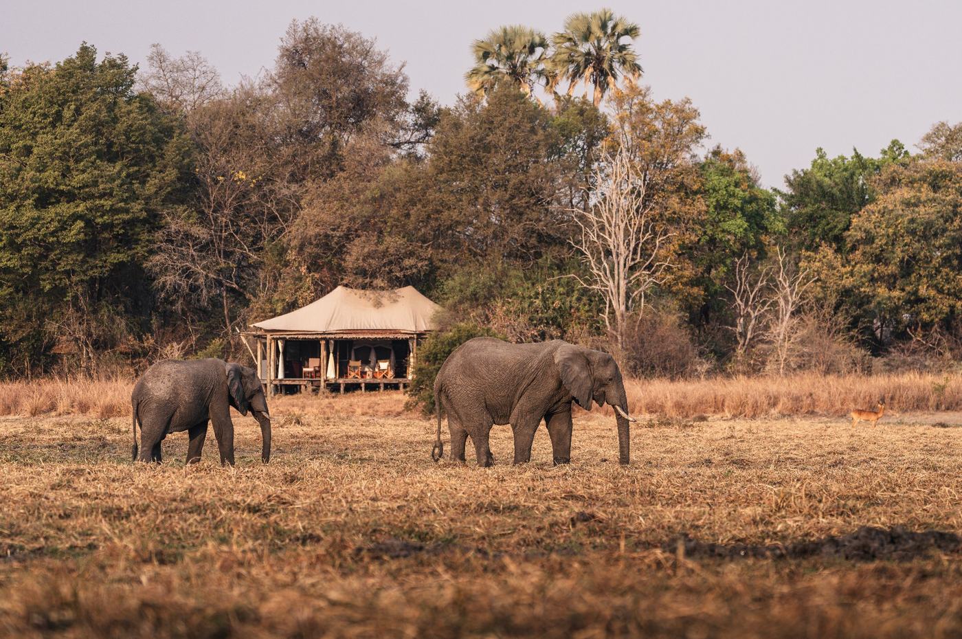 Two elephants walk past the open camp on the floodplain at Musekese Camp in Kafue.