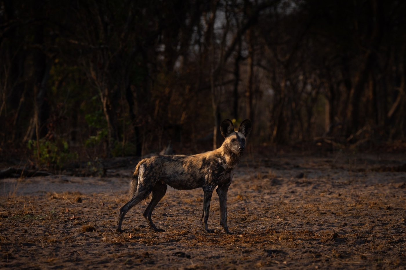 An African wild dog stands alert on a bush track near Musekese Camp.
