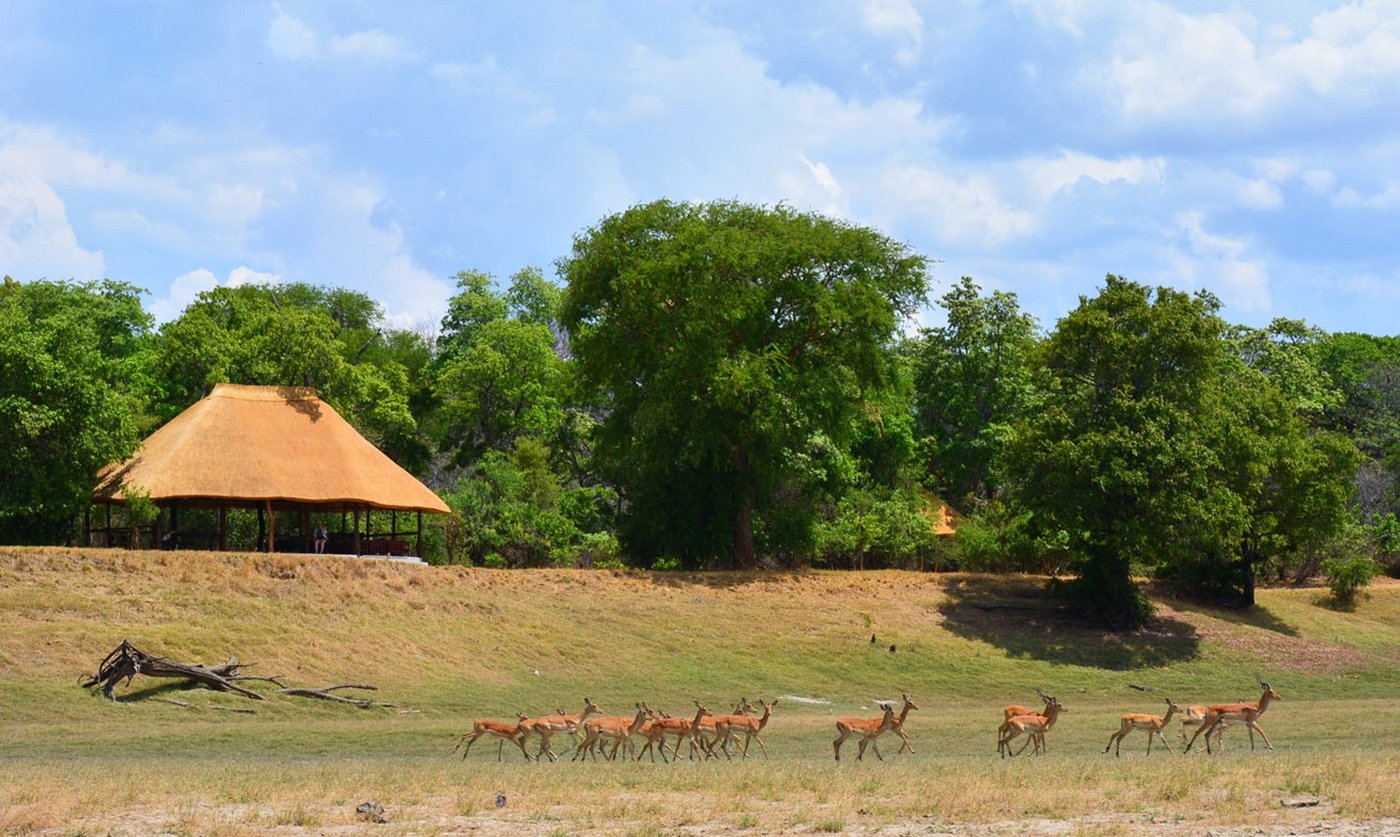 Impala graze in front of the thatched lodge at Nanzhila Lake Camp in Kafue.