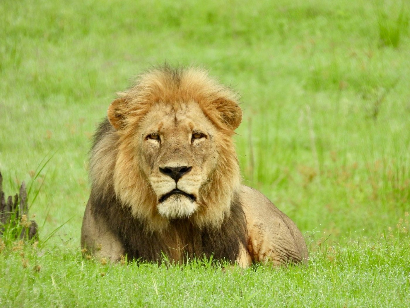 A lion rests in green grass near Nanzhila Lake Camp.