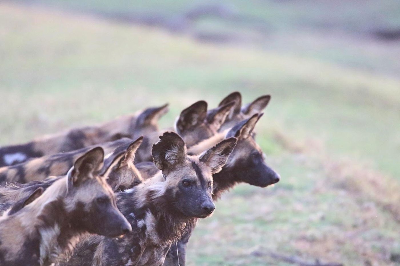 A pack of African wild dogs watches the camera near Nanzhila Lake Camp.