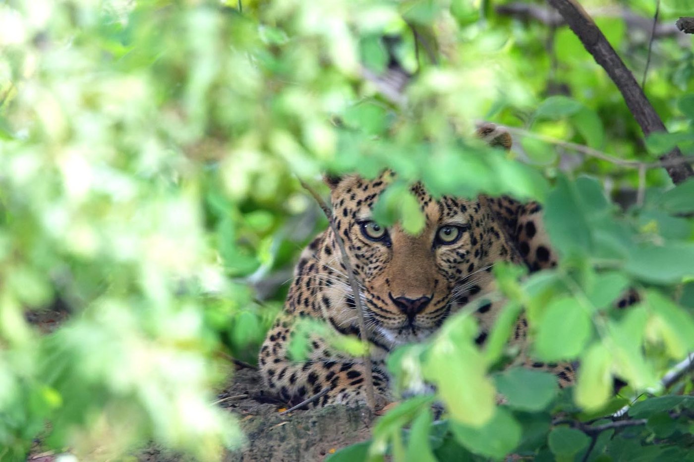 A leopard rests in a tree near Nanzhila Lake Camp.