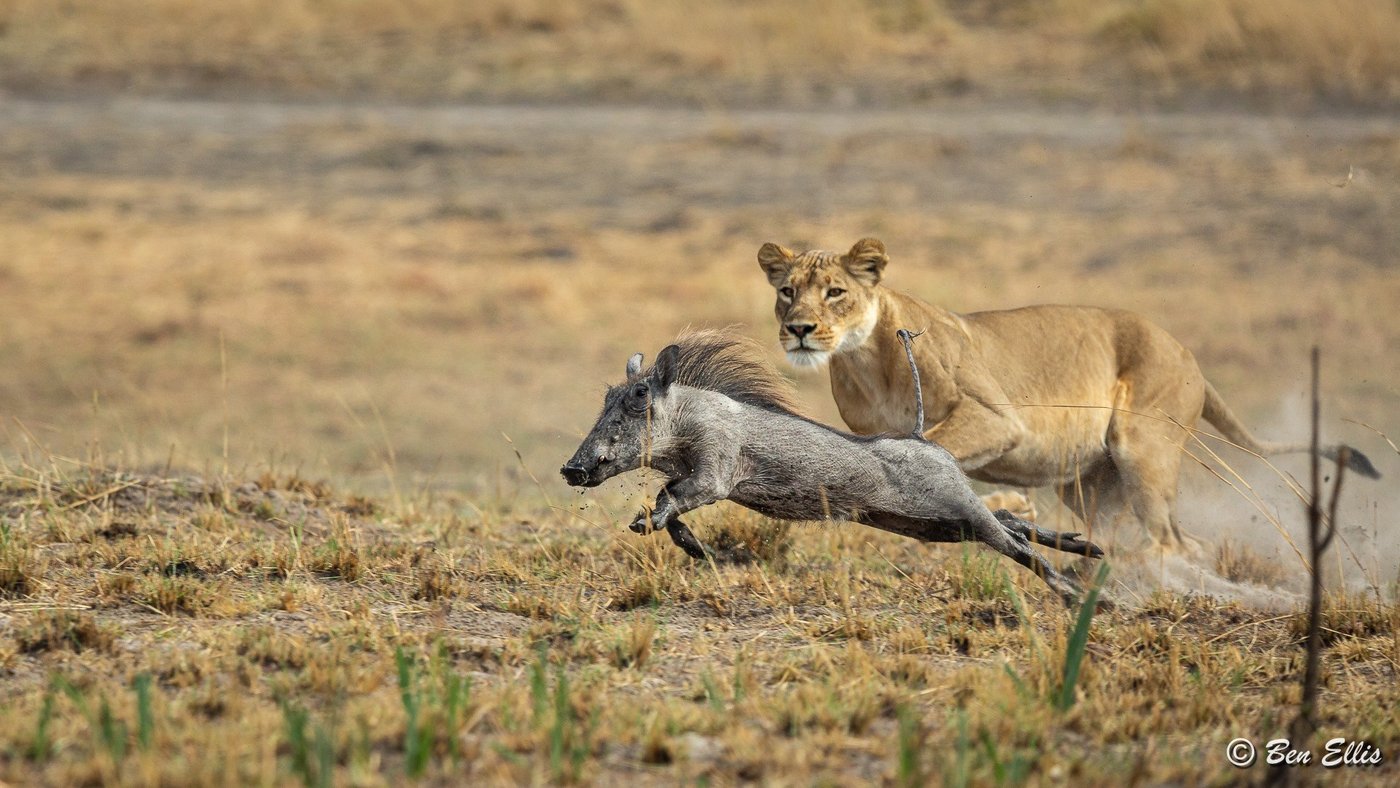 A lioness chases a warthog across dry grass near Nanzhila Plains Camp.