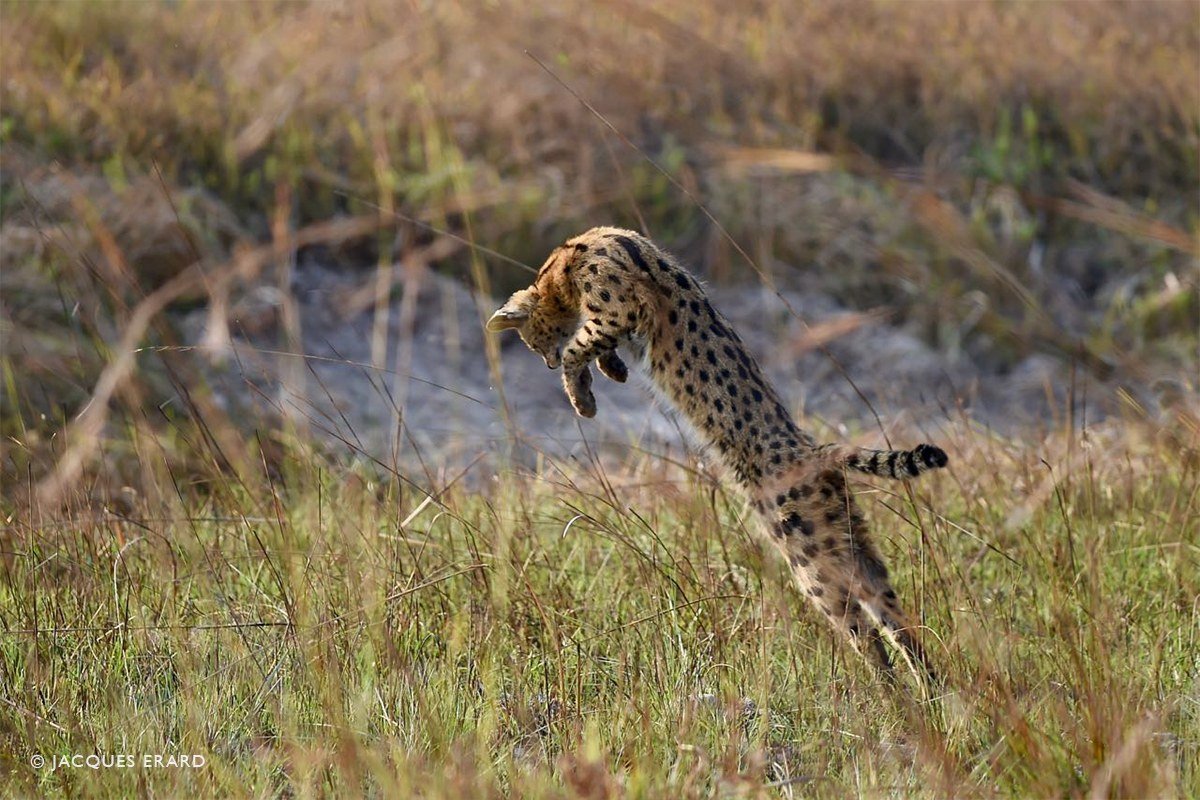 A cheetah leaps to catch its prey near Nanzhila Plains Camp.