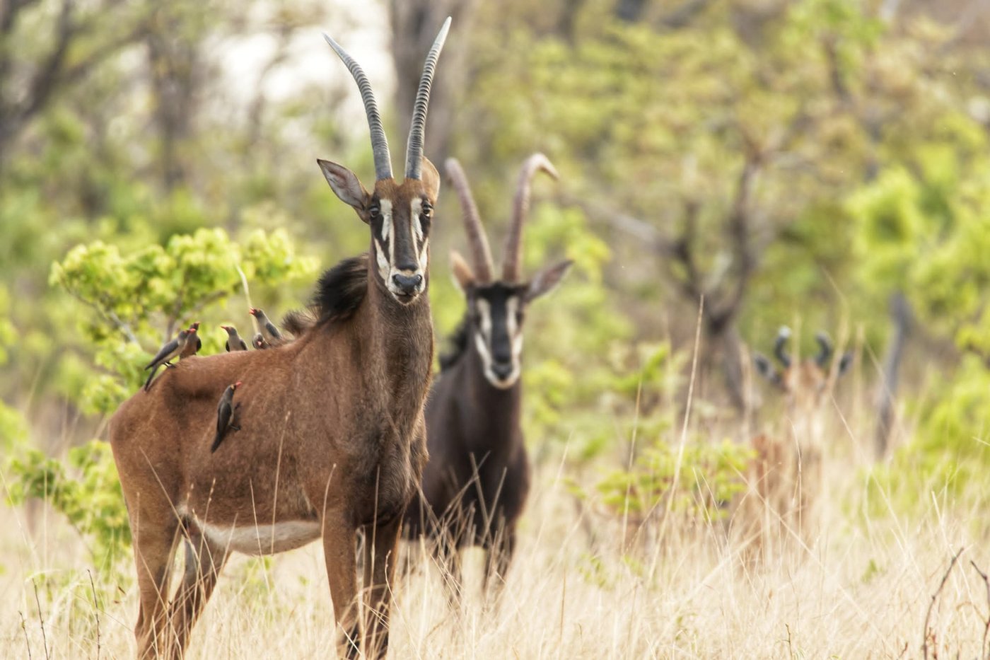 Two sable antelope stand together in the grass near Nanzhila Plains Camp.