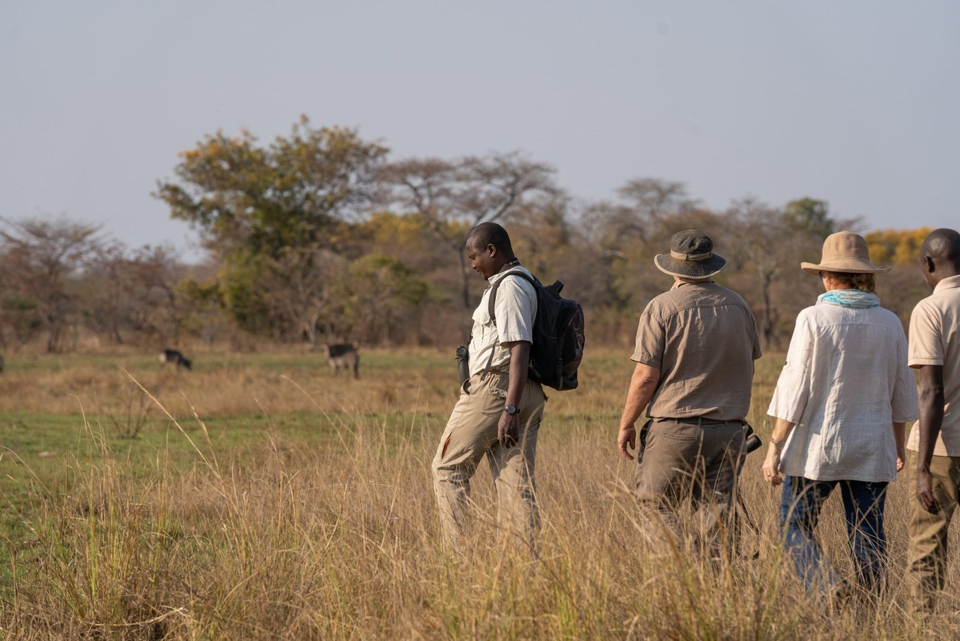 A walking safari group crosses golden grassland near Nanzhila Plains Camp.