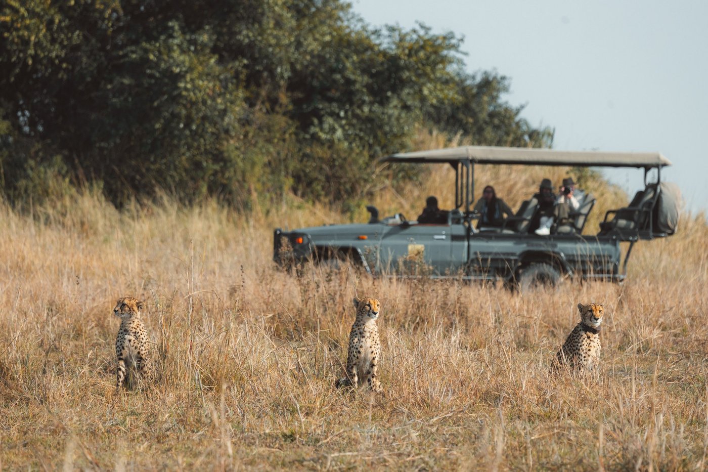 Guests in a safari vehicle watch three cheetahs near Ntemwa-Busanga Camp.
