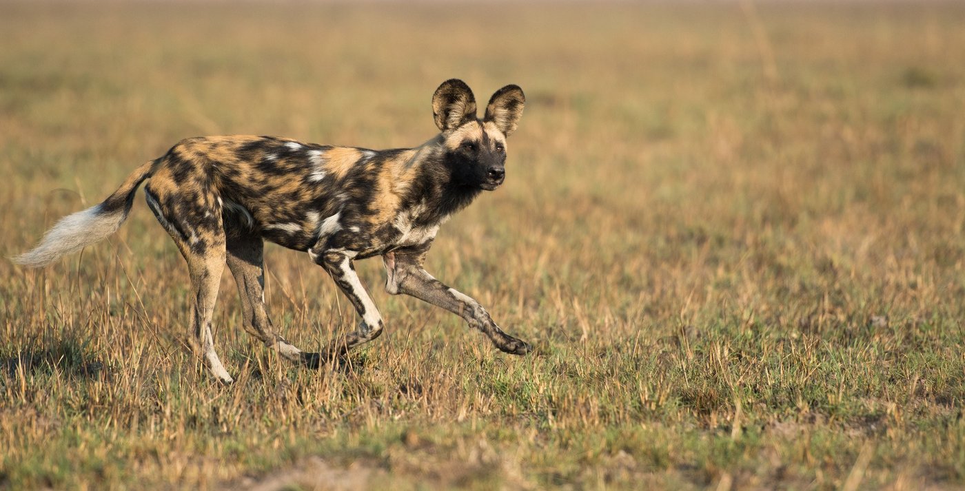 An African wild dog runs across open grassland near Ntemwa-Busanga Camp.