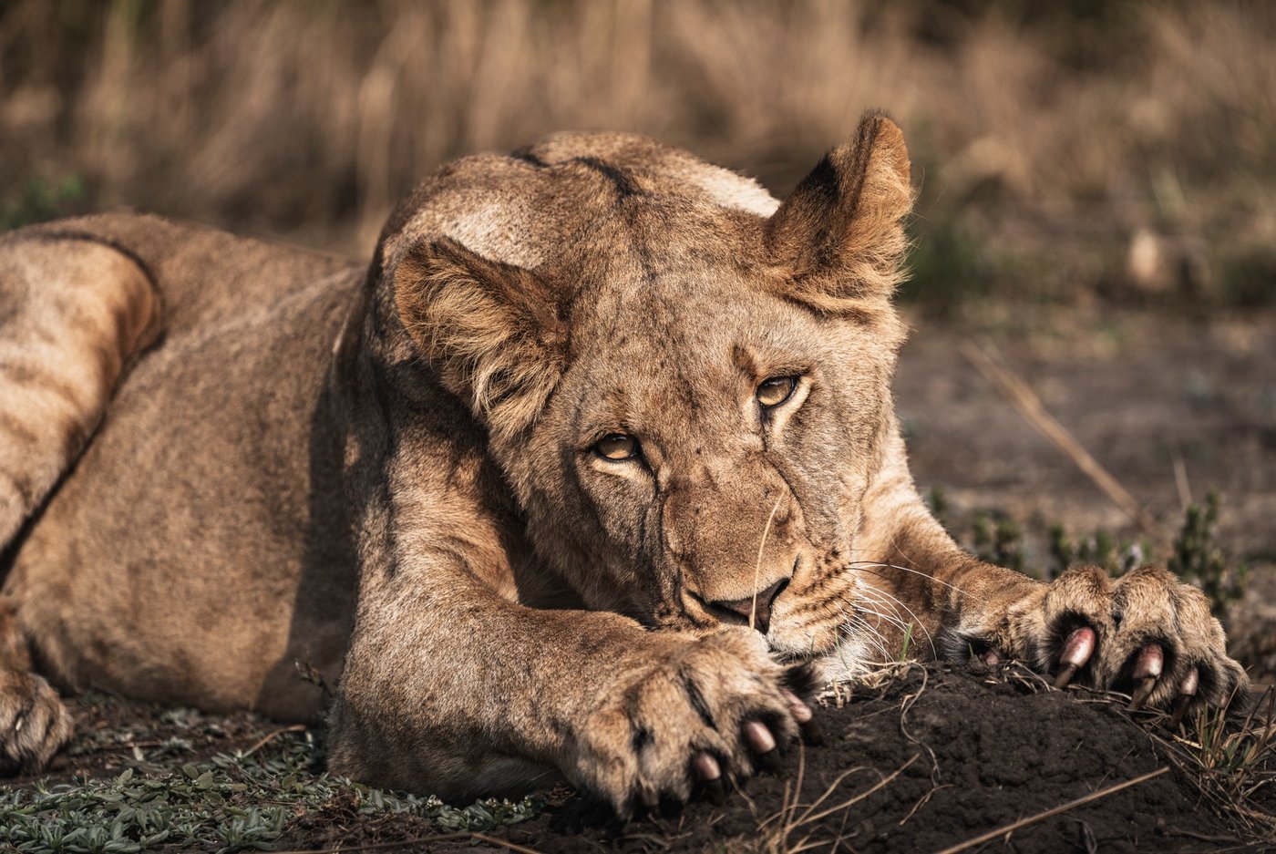A lioness rests in the grass near Ntemwa-Busanga Camp.
