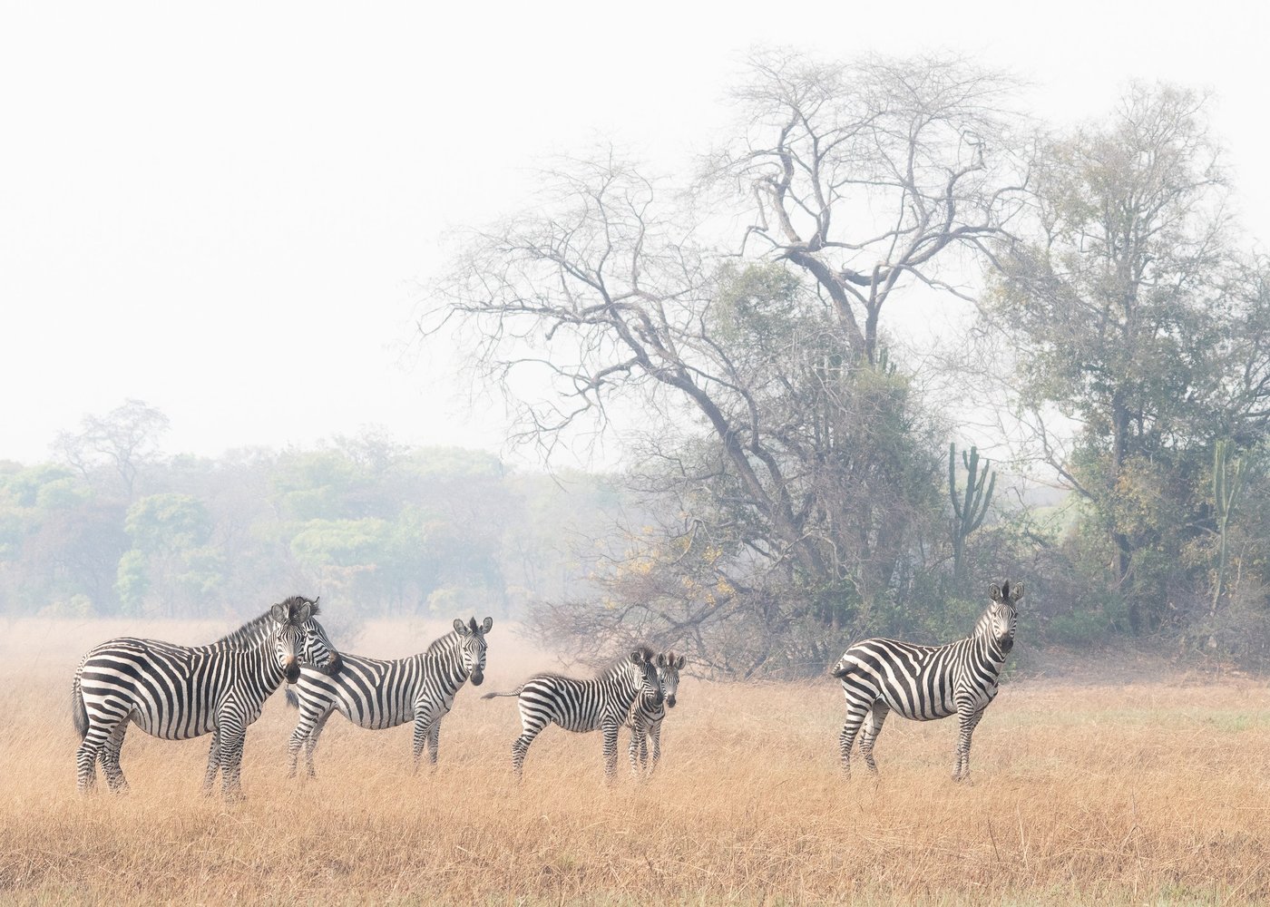 A herd of zebra gathers in misty grassland near Ntemwa-Busanga Camp.