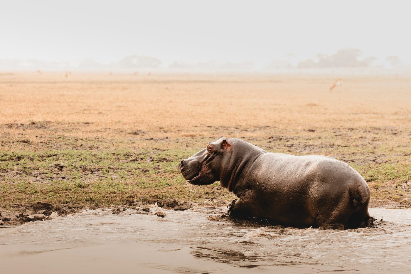 A hippo wallows in a muddy waterhole on the floodplain near Shumba Camp.