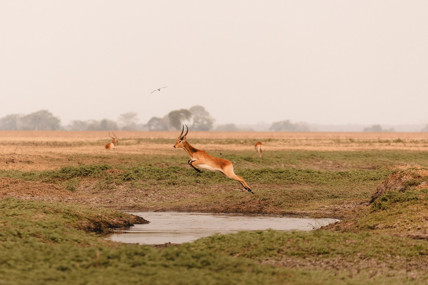 An impala leaps over a waterhole on the plains near Shumba Camp.